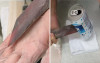 鰹魚乾加熱竟會變成「玄鐵匕首」  堅硬程度可以直接刺穿鋁罐