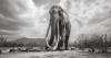 攝影師費時18個月！肯亞「女王象」生前最後照片曝光...每一張都嘆為觀止！