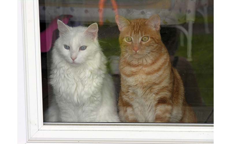 對貓咪來說，只能在室內生活很可憐嗎？貓咪一直盯著窗外是想出去嗎？讓寵物專家為您解答！