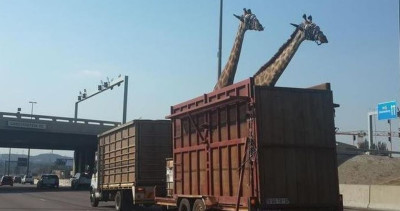 「身長超過500公分的長頸鹿」是怎麼被運到動物園的？