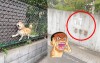 日本網友在路邊驚見三隻＂柴犬卡卡 ＂，蠢蠢萌樣短短三天就有１０萬次轉發