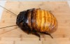 一位爸爸將這隻大蟑螂切開後，發現「裡面含的東西」不可思議，結果仔細一看嚇壞所有人...