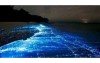馬祖就看得到  世界10大最美螢光海灘  輕輕一撥...螢光藍眼淚「閃閃發光」