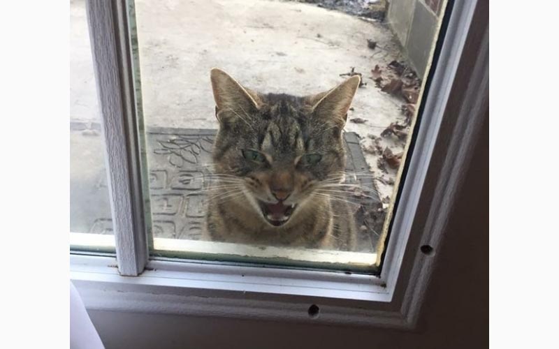 網友一早發現門外主子在怒吼「快讓我進去！」呃．．我是可以讓你進來，但你不是我的貓啊！