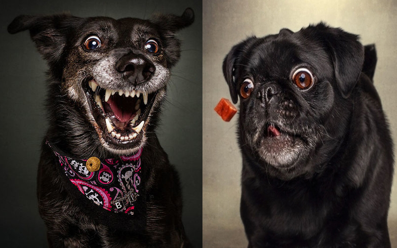 攝影師精準拍下「狗狗接食物」的瞬間，超爆笑貪吃表情讓所有人笑翻：到底多想吃？