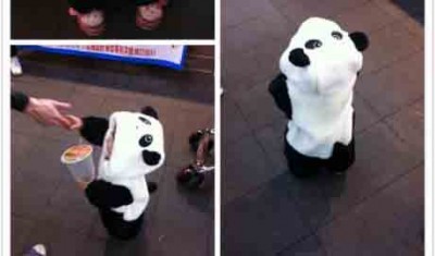超可愛的"熊貓"。