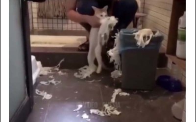 貓咪亂咬衛生紙把家裡搞得一團亂，於是主人強迫落實「自己造的孽自己收拾」活動